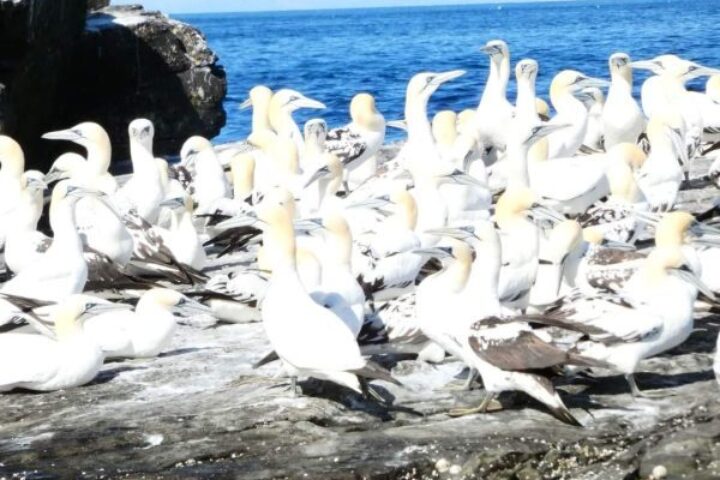 Seabirds and seals Shetland Stays 3