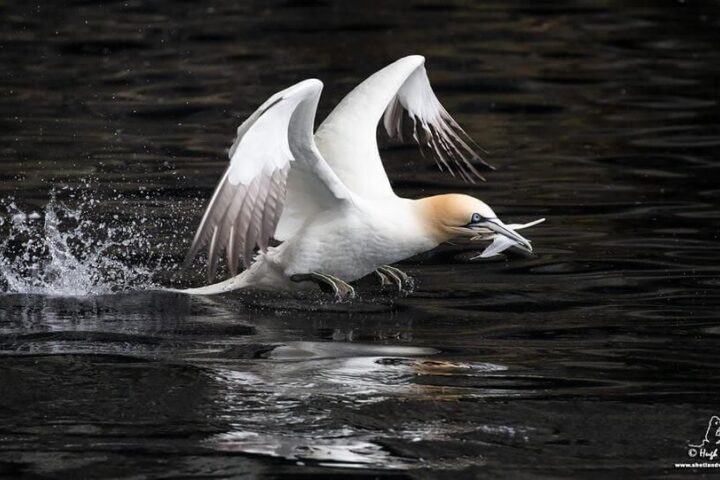 Seabirds and seals Shetland Stays 4