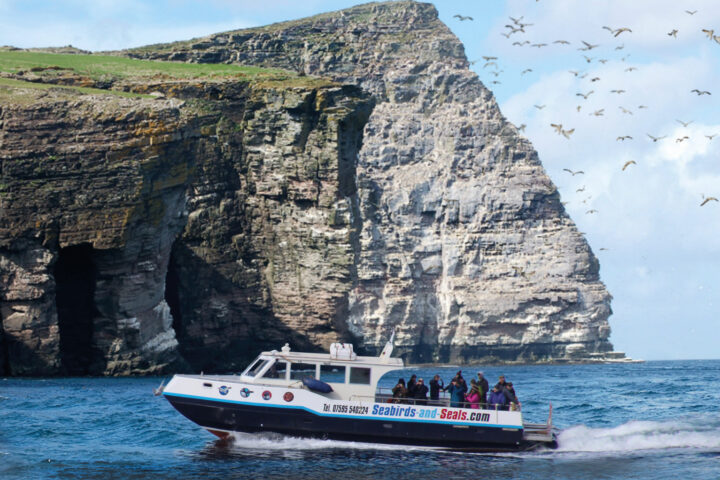 Seabirds and seals Shetland Stays Seabird At Noss