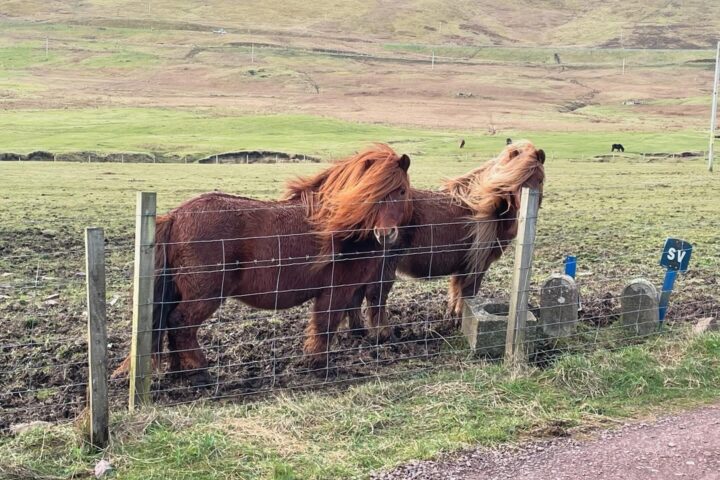 Shetland Minibus tours ponies