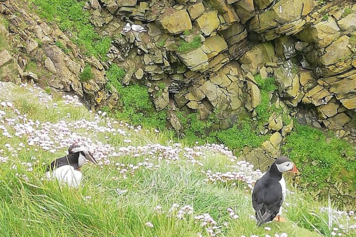 Shetland Minibus tours puffins