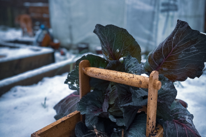 Shetland Stays Shetland Chef 1 5