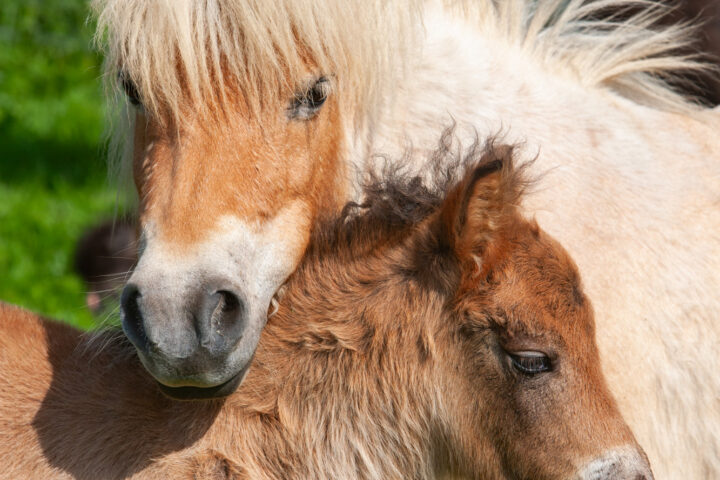 Shetland Stays_Shetland Tour Guide 3