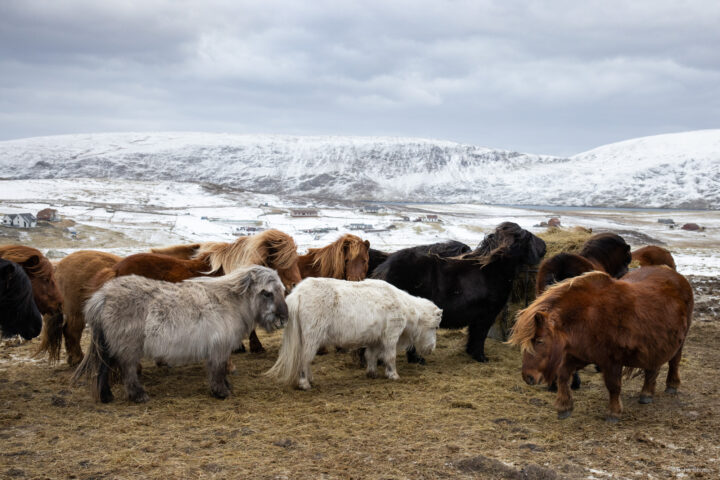 Shetland Stays_Shetland Tour Guide 6