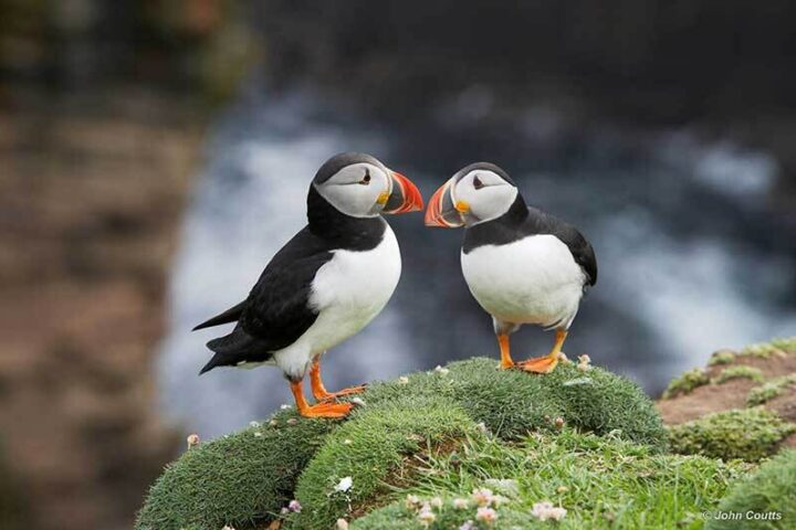 Shetland Tour Guide Offering 1