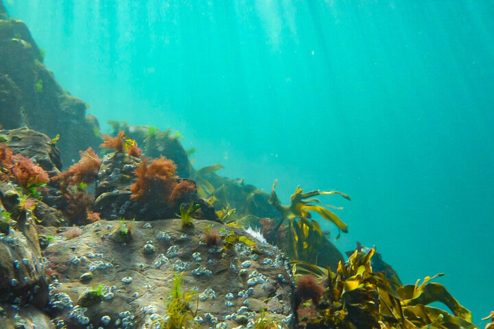 Spearfishing Shetland